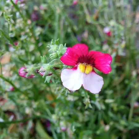 Alpesi faház Casa O Filandon *
