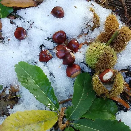 Alpesi faház Casa O Filandon Suertes