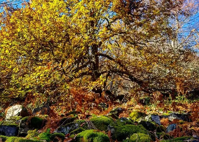 샬레 Casa O Filandon