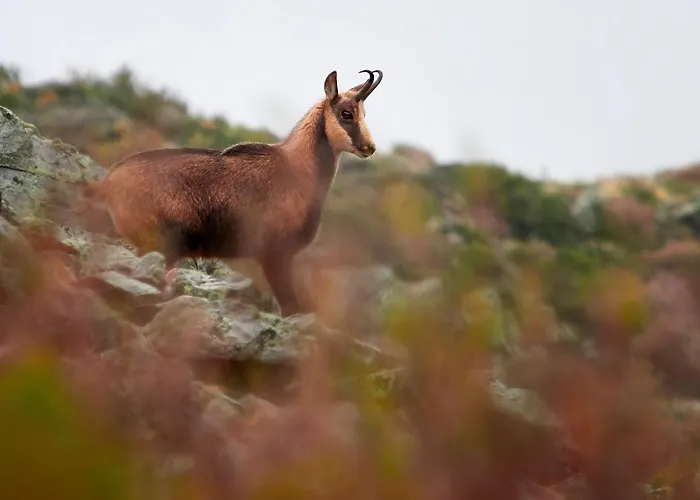 샬레 Casa O Filandon *